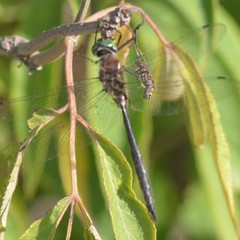 Somatochlora elongata