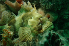 Scorpaena sumptuosa