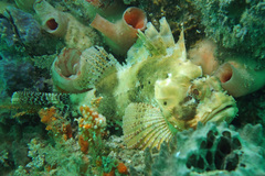 Scorpaena sumptuosa