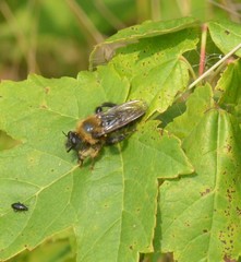 Laphria huron