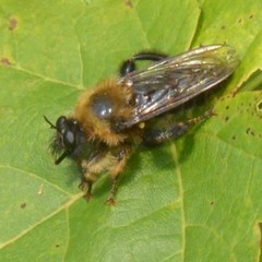 Laphria huron