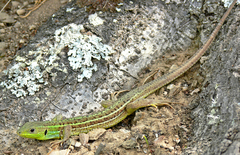 Lacerta diplochondrodes