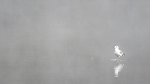 Ring-billed Gull photographed in New Hampshire
