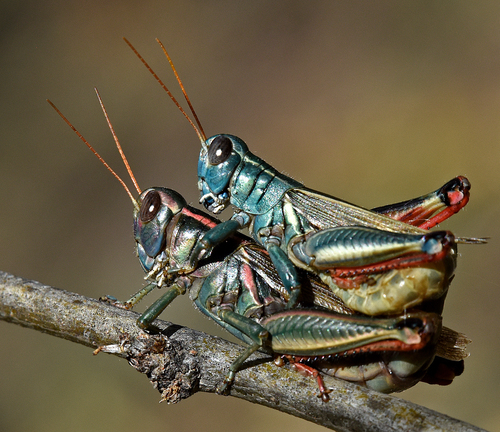 Thomas's Two-striped Grasshopper