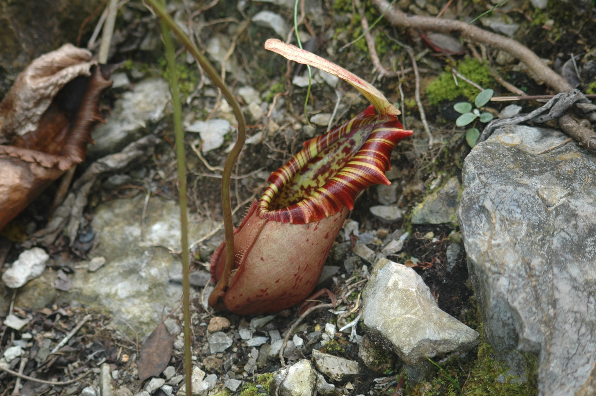 Nepenthes northiana