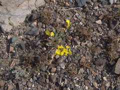 Chylismia