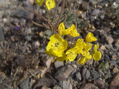 Chylismia