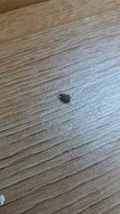 Acanthoscelides obtectus