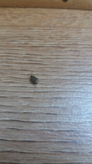 Acanthoscelides obtectus