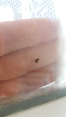 Acanthoscelides obtectus