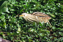 Ixobrychus involucris