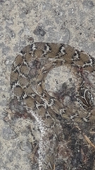 Boiga trigonata