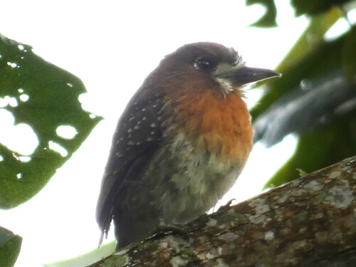 Malacoptila mystacalis