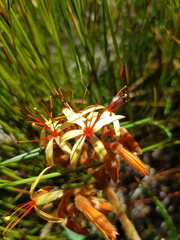 Dilatris viscosa