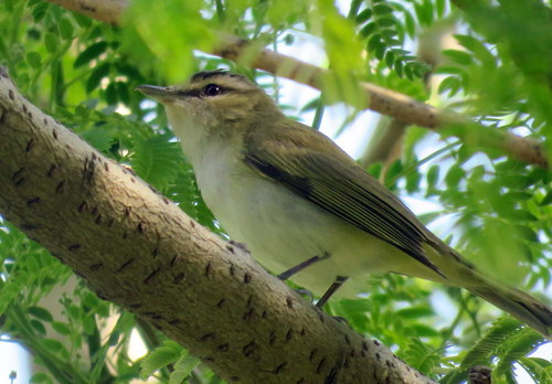 Vireo chivi