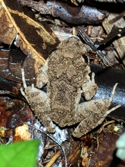 Oreobates quixensis