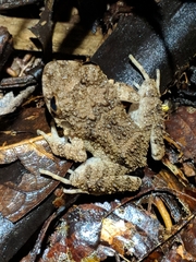 Oreobates quixensis
