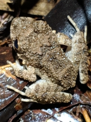 Oreobates quixensis