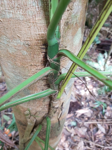 Epipremnum pinnatum