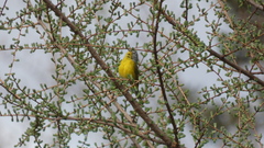 Leiothlypis ruficapilla image