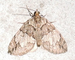 Hydriomena divisaria