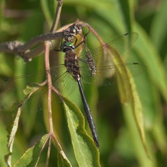 Somatochlora elongata