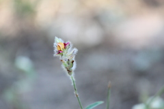Angiospermae