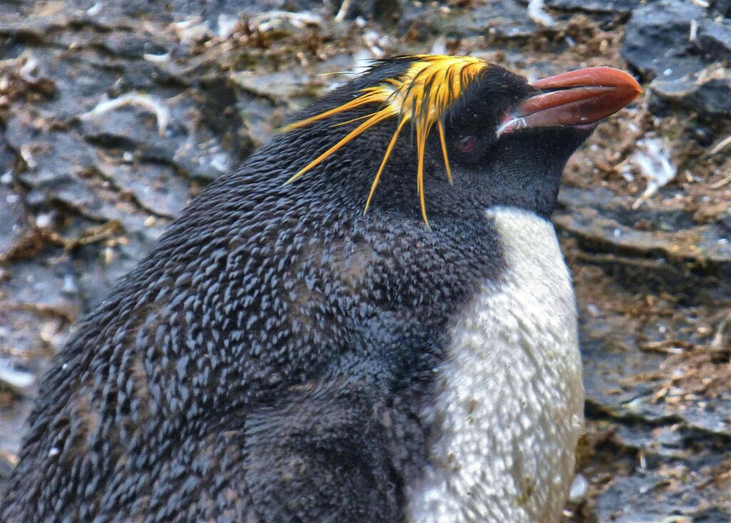 Close view of a macaroni penguin's head with golden crest plumes and an orange-pink bill