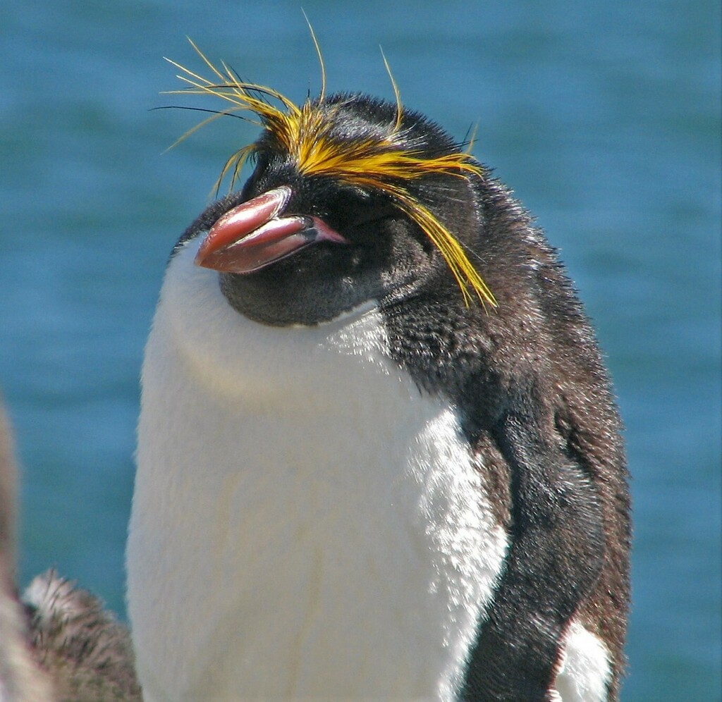 Macaroni penguin seen from the side, showing the golden crest and white chest