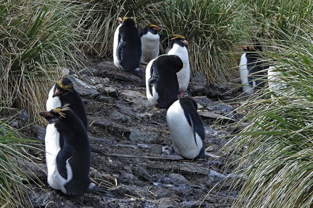 Group of macaroni penguins standing on rocks among tussock grass