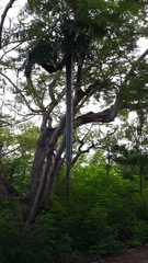 Chilabothrus striatus