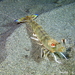 Caramote Prawn - Photo (c) Frédéric ANDRE, some rights reserved (CC BY-NC), uploaded by Frédéric ANDRE