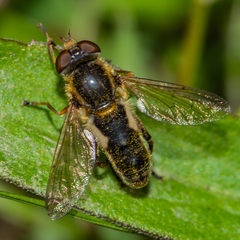 Anasimyia bilinearis