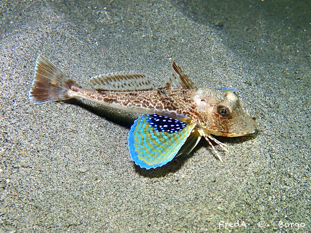 Tub Gurnard