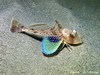 Tub Gurnard - Photo (c) Frédéric ANDRE, some rights reserved (CC BY-NC), uploaded by Frédéric ANDRE