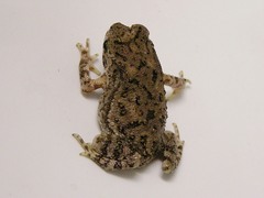 Duttaphrynus melanostictus