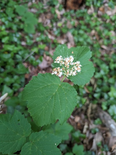 Mapleleaf viburnum (Viburnum acerifolium)