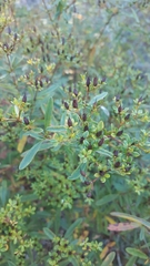 Hypericum densiflorum