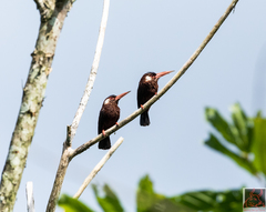 Galbalcyrhynchus leucotis