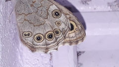 Lasiommata schakra