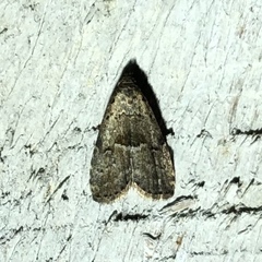 Hypenodes franclemonti