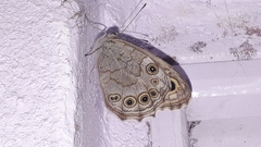 Lasiommata schakra