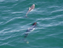 Phocoenoides dalli