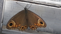 Lasiommata schakra