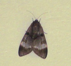 Dysschema subapicalis
