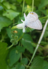 Euchrysops cnejus cnejus