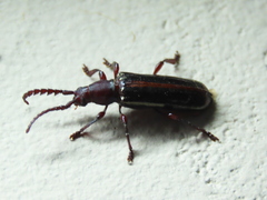 Image of Piezarina smaragdina