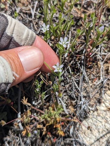 Image of Githopsis diffusa by (c) Jordan Zylstra, some rights reserved (CC BY)