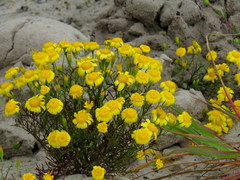 Steirodiscus tagetes