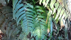 Microlepia marginata